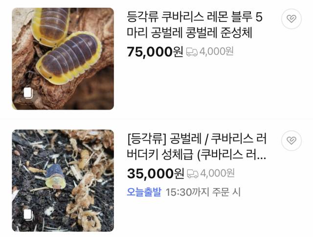 네이버스토어에 판매중인 공벌레