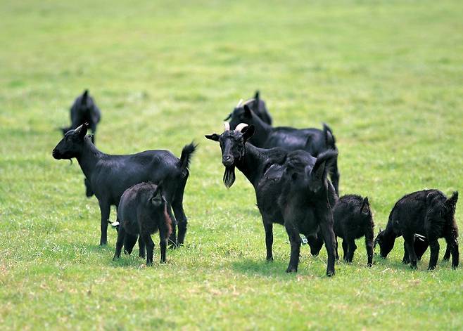 사진=아이클릭아트