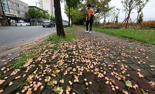 낭만의 계절 가을의 대표적인 불청객이 찾아왔다. 14일 오전 포항시 남구 오천읍 문덕리 도로변에 악취를 풍기는 은행나무 열매가 떨어져 있다. /이용선기자 photokid@kbmaeil.com
