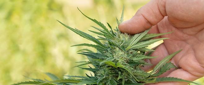 의료 및 의약품 용도로 사용하는 CBD 함유 유기농 대마초. [게티이미지뱅크[