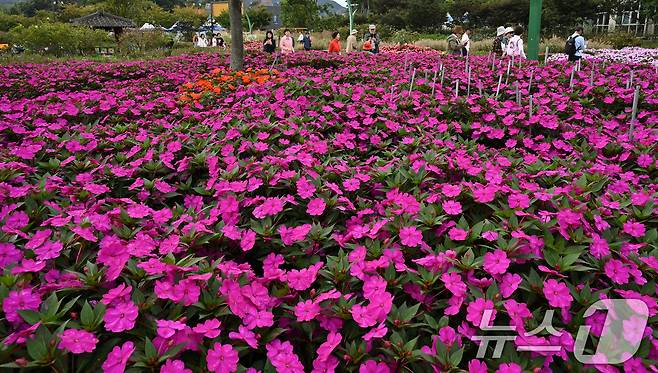 16일 경남 거창군 남상면 거창창포원 곳곳에 코스모스, 황화 코스모스, 산파챈스 등 가을꽃이 활짝 피어있다.(거창군 제공. 재판매 및 DB 금지) 2025.10.16/뉴스1