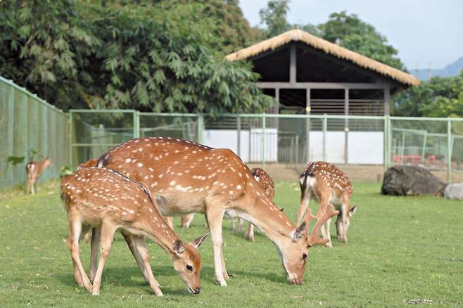아리산 원주민인 초우족의 고대 사슴 사냥터에서 풀을 뜯는 꽃사슴. /장련성 기자