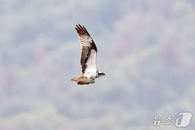 19일 경북 포항시 남구 연일읍 형산강에서 환경부 멸종위기 야생생물 II급 물수리가 물고기 사냥을 준비하고 있다. 2025.10.19/뉴스1 ⓒ News1 최창호 기자