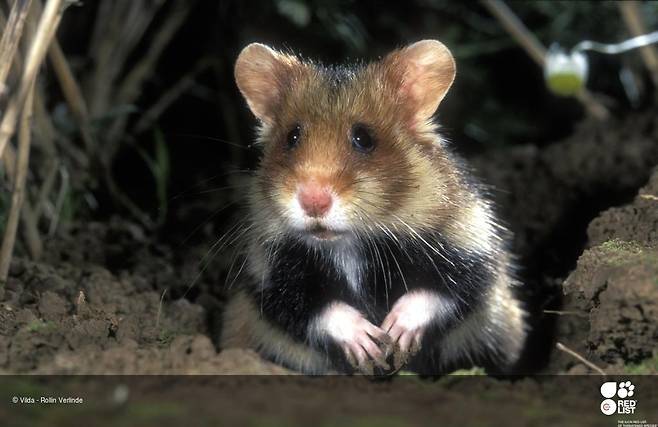 유럽햄스터. 세계자연보전연맹(IUCN) 적색목록(Red list) 누리집 갈무리