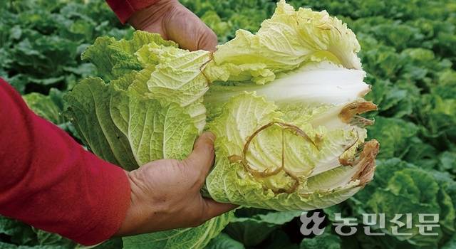 잦은 가을비에 무름병 피해를 본 배추.