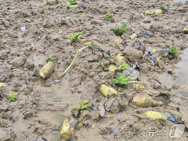 20일 오전 강원 강릉 왕산면 대기리의 한 무밭. 극심한 가뭄에 이어 집중호우로 인해 무가 썩어 있다. 2025.10.20/뉴스1