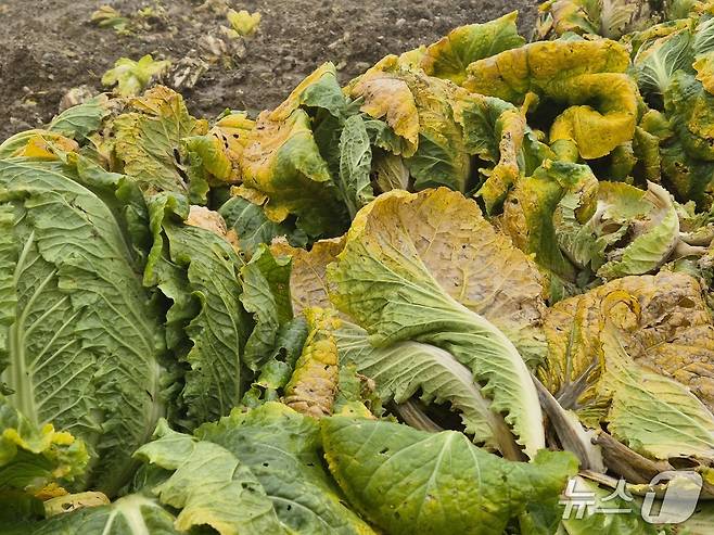 20일 오전 강원 강릉 왕산면 대기리의 한 배추밭. 극심한 가뭄에 이어 집중호우로 인해 배춧잎이 누렇게 변하고 밑둥이 썩어가고 있다. 2025.10.20/뉴스1