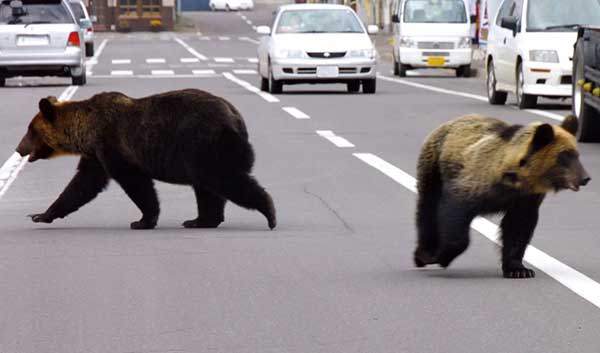 홋카이도 동북단 소도시에 출현한 불곰. 사진 AFP.
