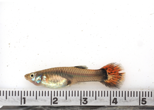 구피(외래종) 사진제공=국립중앙과학관