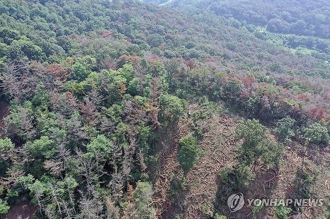 붉고 흰 소나무재선충병 감염 연합뉴스 자료 사진