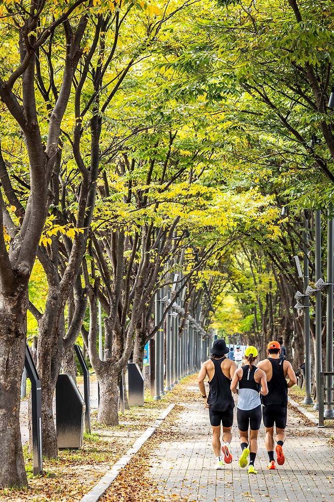 '공지천 호수공원'은 은행이 노랗게 물들어가고 있다. 은행나무 터널 아래를 달리는 기분도 색다르다. / 이신영 영상미디어 기자