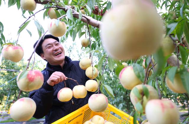28일 경남 함양군 지곡면 시목마을 한스타 복숭아 농장에서 청년 농부인 한수진 씨가 직접 브랜드화한 ‘설도 복숭아’ 올해 첫 수확에 나섰다. 설도 복숭아는 겨울 초입에 수확하기 때문에 겨울복숭아·눈꽃복숭아라고 불린다. 일교차가 큰 지역에서 더욱 깊고 달콤한 맛을 내는데, 이 때문에 지리산 자락에서 수확된 설도는 최상품으로 꼽힌다. 함양군 제공