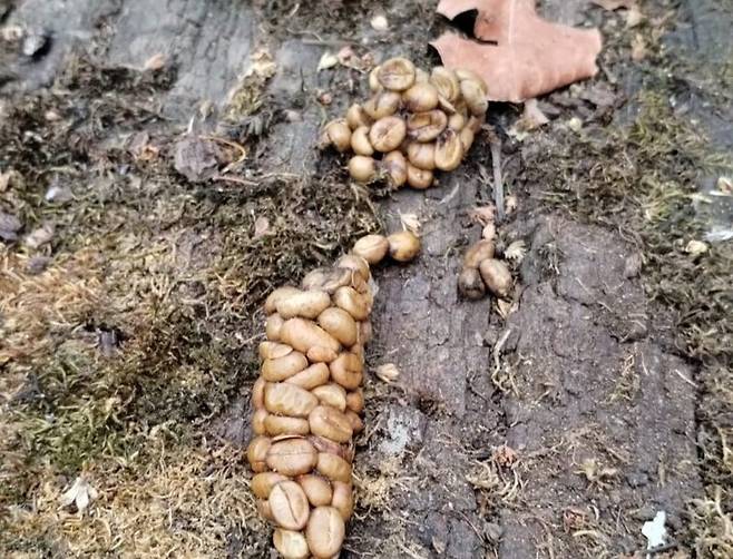 커피 열매를 먹은 아시아 사향고양이의 배설물에 섞여 나온 커피콩. 과육은 소화되고 씨앗(원두)만 남았다. 이 원두를 세척한 뒤 볶아서 만드는 것이 루왁커피다. Ramit Mitra.