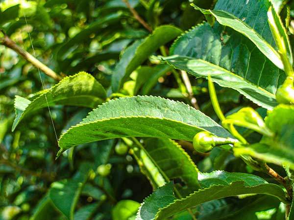 금수차존의 튼실한 찻잎.