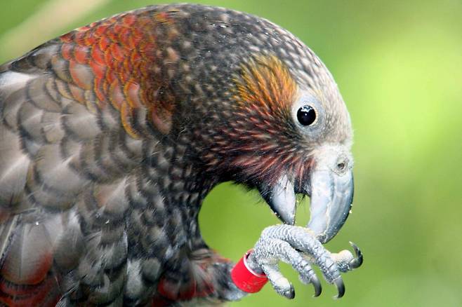 질랜디아 카카새. 사진=TNZ