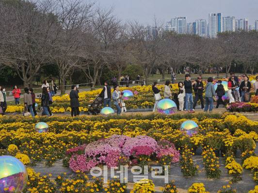 시민들이 인천광역시 서구 ‘수도권매립지 드림파크 야생화단지’에서 국화꽃 축제를 즐기고 있다. (사진=이영민 기자)