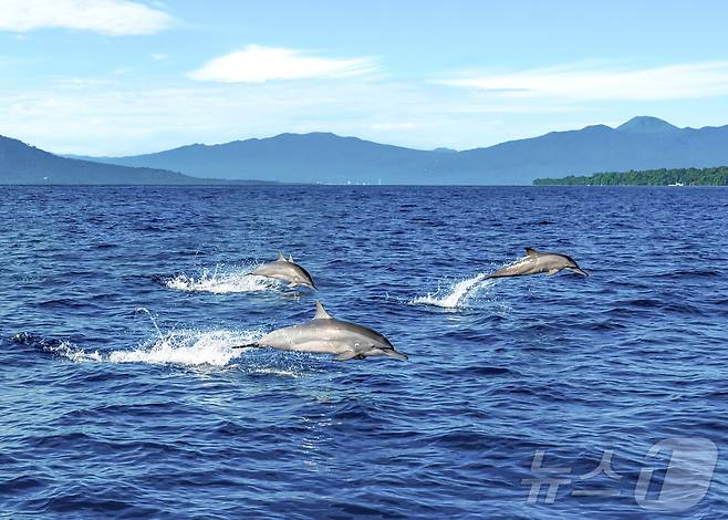 마나도 부나켄 해양국립공원 투어 중 만날 수 있는 돌고래. ⓒ News1 안은나 기자