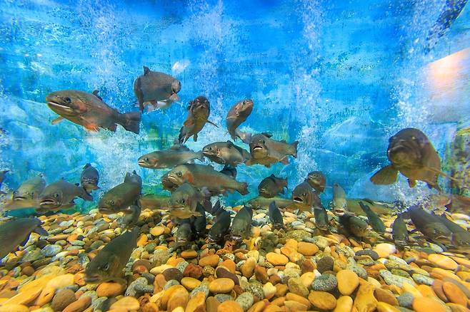 국내 민물고기뮤지엄 1호, 울진민물고기생태체험관