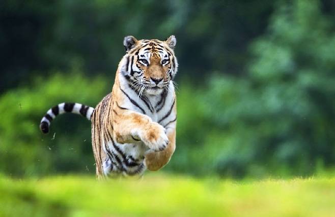 국내 최고령 백두산 호랑이 한청이 20세의 나이로 생을 마감했다. (사진=한국수목원정원관리원)