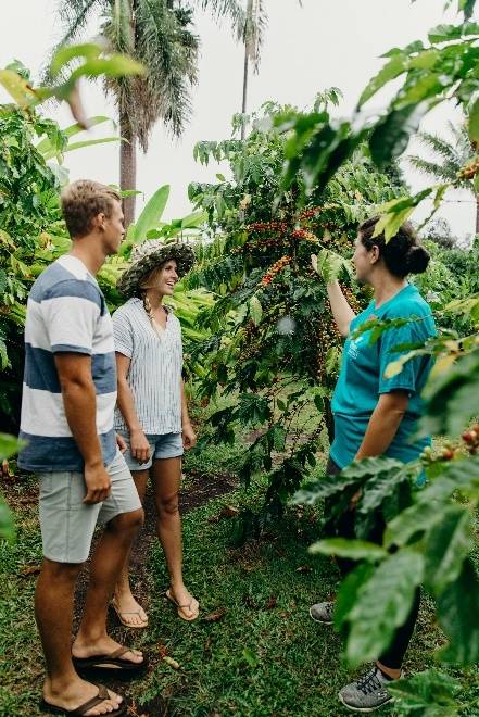 하와이 아일랜드 커피농장 / 사진 = 하와이 관광청