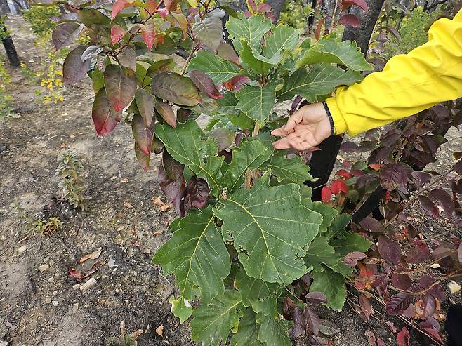 2일 경북 의성 고운사 사찰림 산불 피해 지역에 새로운 나무가 자라고 있다. 김광우 기자.