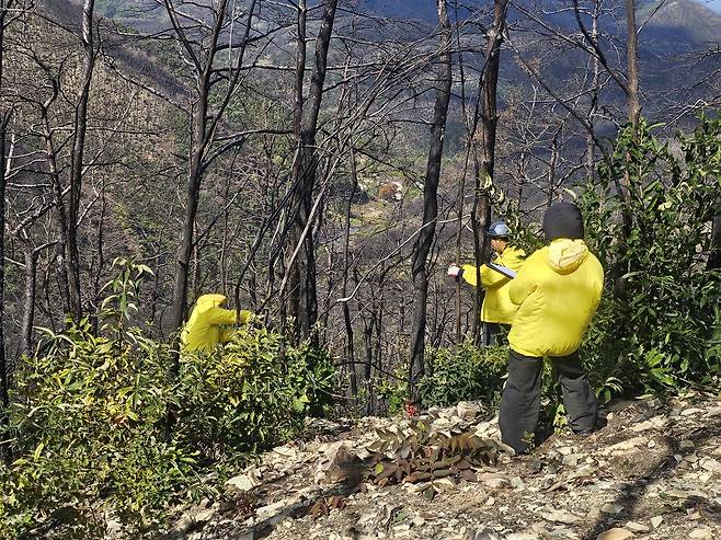 2일 경북 의성 고운사 사찰림 산불 피해지역에서 이규송 강릉원주대 생물학과 연구팀이 식생조사를 하고 있다. 김광우 기자.
