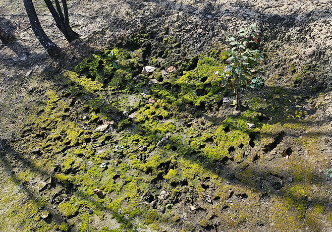 2일 경북 의성 고운사 사찰림 산불 피해지역에서 멧돼지가 진흙 목욕을 한 흔적이 발견됐다. 김광우 기자.