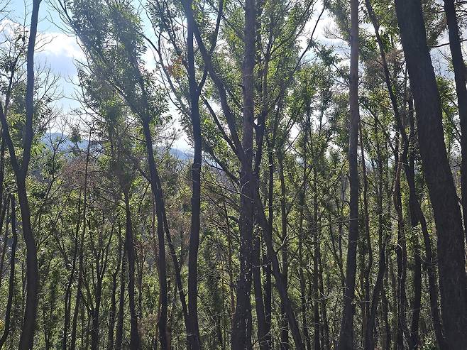 2일 경북 의성 고운사 사찰림 산불 피해에서 살아남은 나무들. 김광우 기자.