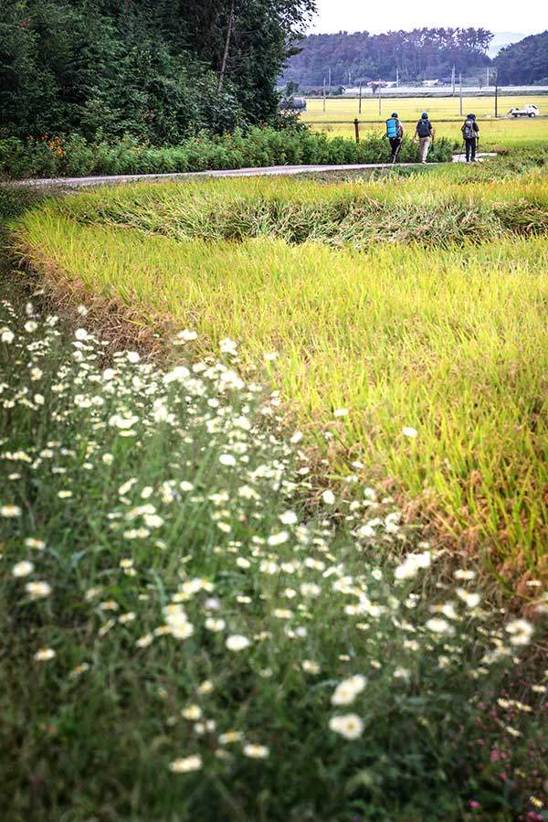 3±¸°£Àº ³í¹ç°ú ¿°Àü »çÀÌ·Î ³ ±æÀÌ ÁÖ¸¦ ÀÌ·é´Ù.