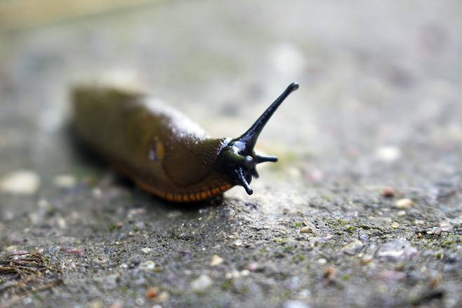 한 호주 청년이 친구의 생일파티에서 장난으로 민달팽이를 먹은 뒤 뇌 감염과 전신마비를 겪고 결국 숨졌다. 사진=게티이미지뱅크