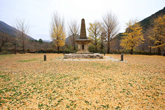 경주 한적한 시골길에서 만나는 국보 정혜사지 십상층석탑은 가을이 깊어갈수록 노란 온기에 포근히 물든다.