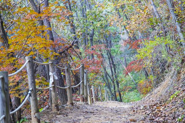 양평 국립양평치유의숲. /경기관광공사 제공