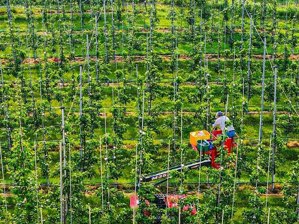 이광수씨는 지난 5월 사과꽃이 활짝 피자 적화 작업을 하고 있다. 오전 5시부터 작업 일정을 시작한다.