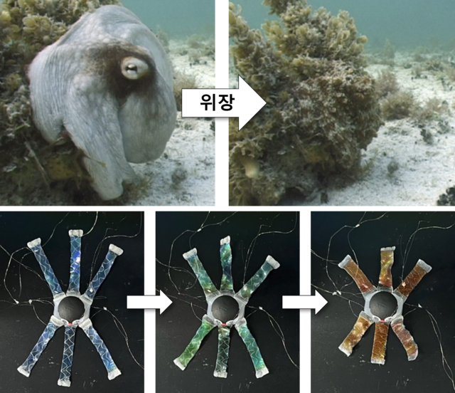 문어의 위장 모습을 모사해 개발한 소프트 로봇. KIST 제공.