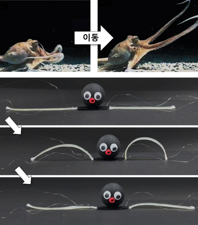 문어의 이동 모습을 모사해 개발한 소프트로봇. KIST 제공.