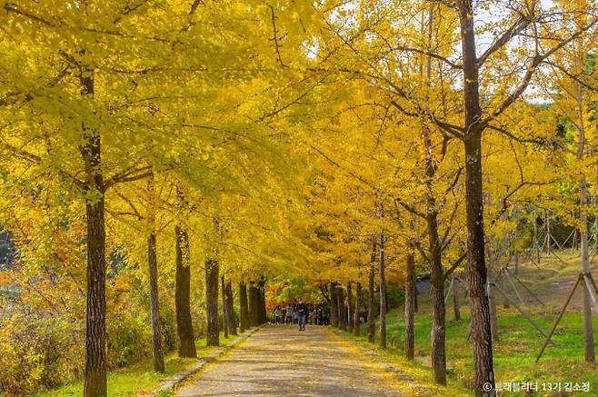 영주 부석사의 입구에서 천왕문까지 가는 길에 늘어선 은행나무는 가을이면 황금빛 터널을 만든다. /사진=한국관광공사