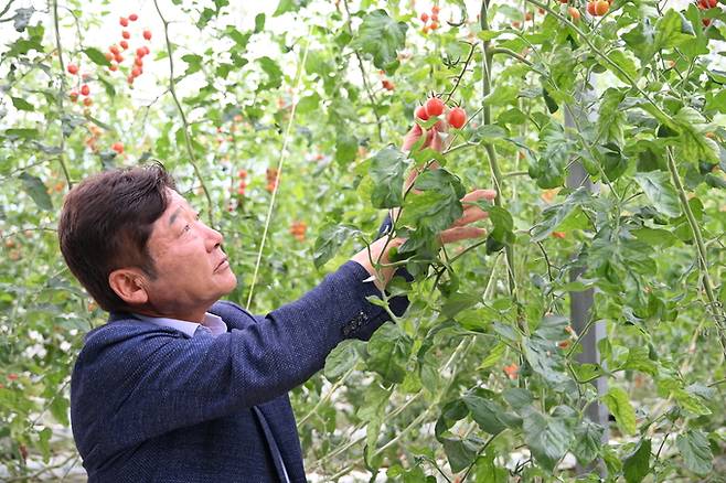 ▲ 지난 4월 도란도란 어울림센터 개장식에 참석한 나영완 의원이 토마토를 살펴보고 있다.
