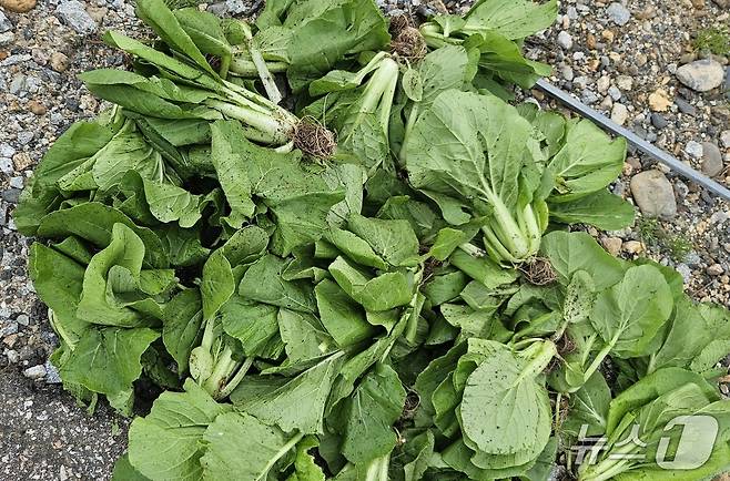 괴산 배추농가가 뽑아 버린 불량배추./뉴스1