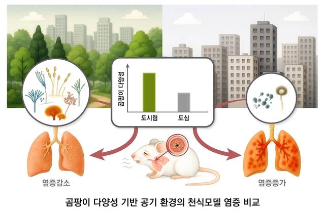 도시림(도시 숲)과 도심의 곰팡이 다양성에 따른 천식 동물모델의 염증 반응 비교 모식도. 연구팀