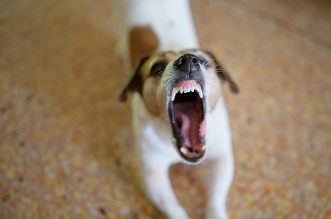 사람에게서만 나타나는 것으로 여겨졌던 '신경다양성(Neurodiversity)'이 반려견에서도 관찰될 수 있다는 주장이 제기되고 있다. 사진=게티이미지뱅크