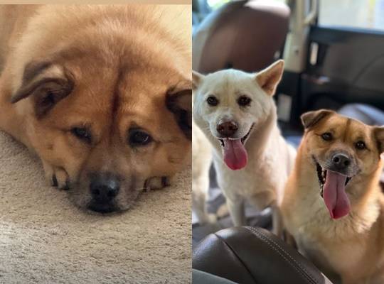 /사진=이효리 개인계정