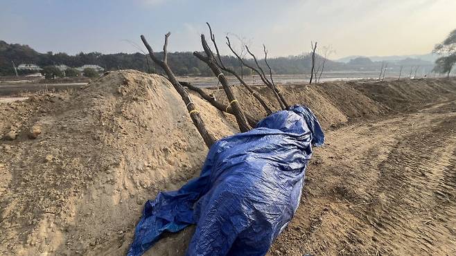 대전 유성구 용신교 일대의 갑천변에서 지역 파크골프협회가 사전 허가 없이 골프장 조성공사를 벌여 물의를 빚고 있다. 파헤쳐진 갑천 현장과 식재하려 가져다놓은 나무. (사진=대전충남녹색연합 제공)