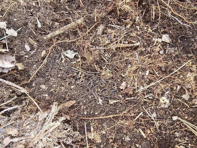 토양 내 러브버그 유충. 국립산림과학원 제공