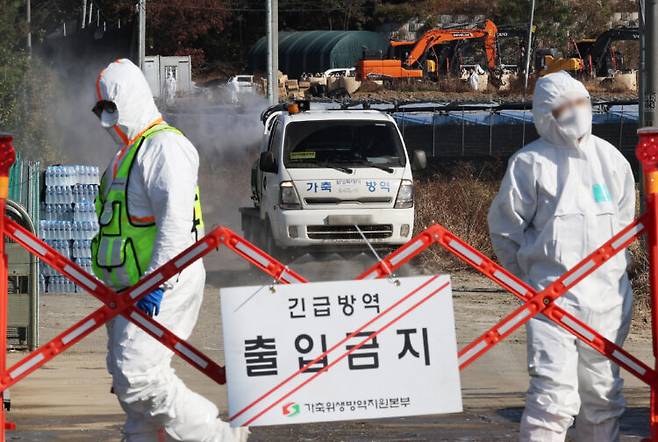 유럽의 감염 전문가가 조류 인플루엔자의 인간 전파가 가능해지면 코로나19 이상의 팬데믹이 발생할 수 있다고 경고했다. 사진은 16일 고병원성 조류인플루엔자 항원이 확인된 경기도 화성시 한 산란계 농장 주변에서 방역차가 방역을 하는 모습. 사진=연합뉴스