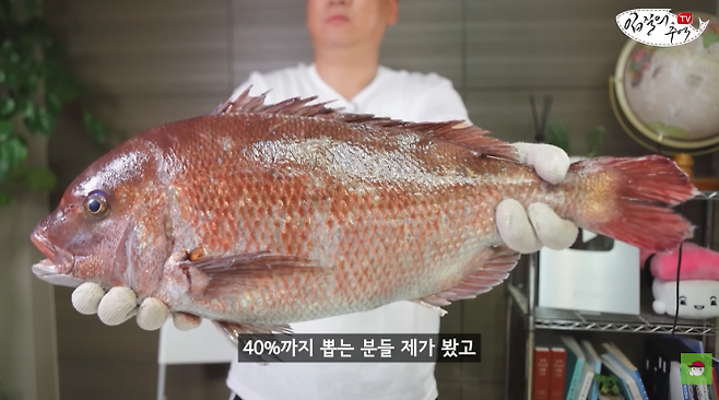 유튜브 채널 ‘입질의추억TV’에 따르면 참돔 수율은 33~40% 정도다. ‘입질의추억TV’ 캡처