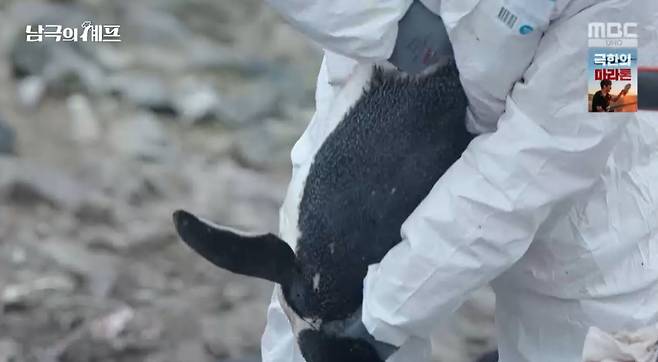 MBC ‘기후환경 프로젝트 - 남극의 셰프’