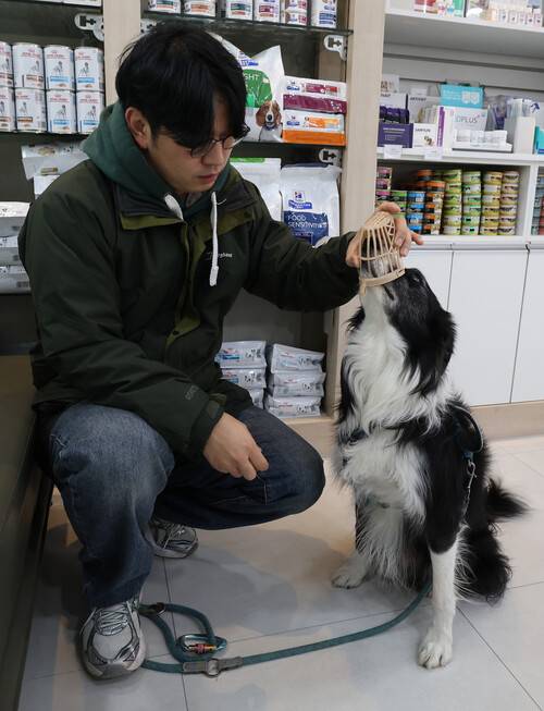 1일 오후 서울 종로구 한 동물병원에서 ‘인도적 반려동물 진료 훈련’을 받은 보더콜리 ‘바벨’이 이순영 올어바웃트레이닝 대표(동물행동지도사)와 진료 전 예행 연습을 하고 있다. 최현수 기자 emd@hani.co.kr