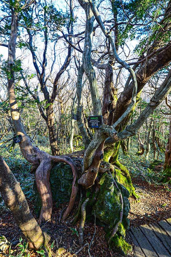 바위를 휘감고 자라는 나무들. 서어나무와 팥배나무, 주목이 한 바위에 뿌리를 내렸다.