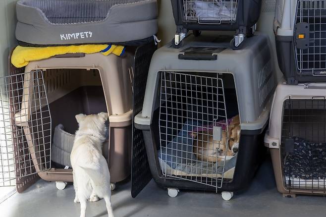 카페를 돌아다니는 아이들이 쉬고싶을때는 실내에 마련된 캔넬로 들어간다. 장진영 기자