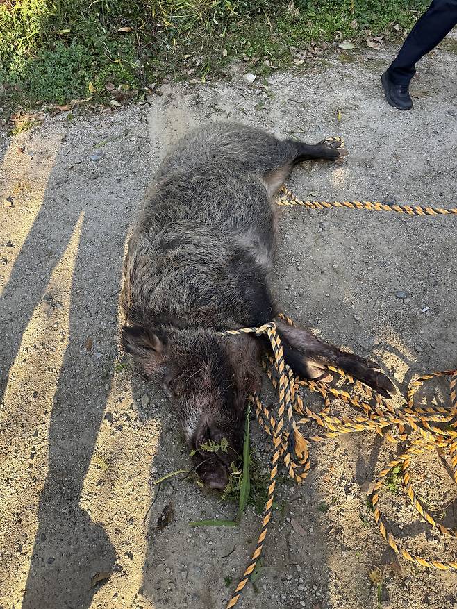 지난달 29일 부산 금정구의 한 아파트에 멧돼지 한 마리가 출몰해 80대 주민 A씨를 들이받았다. 부산소방재난본부 제공